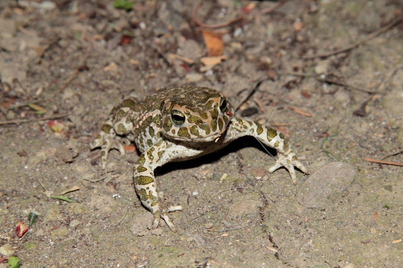 Insieme nel Parco del Delta del Po, probabilmente